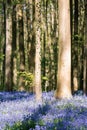 Hallerbos enchanted forest in Belgium, bluebells flowers in bloom Royalty Free Stock Photo