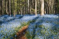 Hallerbos enchanted forest in Belgium, bluebells flowers in bloom Royalty Free Stock Photo