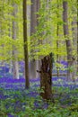 Hallerbos in Halle near Brussels with the giant Sequoia trees and a carpet full of purple blooming bluebells in springtime Royalty Free Stock Photo