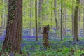 Hallerbos in Halle near Brussels with the giant Sequoia trees and a carpet full of purple blooming bluebells in springtime Royalty Free Stock Photo