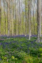 Hallerbos in Halle near Brussels with the giant Sequoia trees and a carpet full of purple blooming bluebells in springtime Royalty Free Stock Photo
