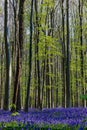 Hallerbos in Halle near Brussels with the giant Sequoia trees and a carpet full of purple blooming bluebells in springtime Royalty Free Stock Photo