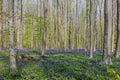 Hallerbos in Halle near Brussels with the giant Sequoia trees and a carpet full of purple blooming bluebells in springtime Royalty Free Stock Photo