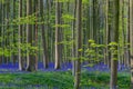 Hallerbos in Halle near Brussels with the giant Sequoia trees and a carpet full of purple blooming bluebells in springtime Royalty Free Stock Photo