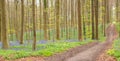 Hallerbos forest in Belgium Royalty Free Stock Photo