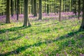 Spring: sunrise, a carpet of bluebells and sequoia trees in the Bluebell wood Hallerbos NP, Halle, Flanders, Belgium Royalty Free Stock Photo