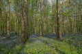 Hallerbos in Halle near Brussels with the giant Sequoia trees and a carpet full of purple blooming bluebells in springtime Royalty Free Stock Photo