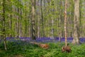 Hallerbos in Halle near Brussels with the giant Sequoia trees and a carpet full of purple blooming bluebells in springtime Royalty Free Stock Photo