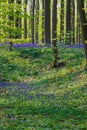 Hallerbos in Halle near Brussels with the giant Sequoia trees and a carpet full of purple blooming bluebells in springtime Royalty Free Stock Photo