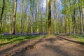 Hallerbos in Halle near Brussels with the giant Sequoia trees and a carpet full of purple blooming bluebells in springtime Royalty Free Stock Photo