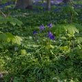 Hallerbos in Halle near Brussels with the giant Sequoia trees and a carpet full of purple blooming bluebells in springtime Royalty Free Stock Photo