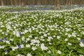 Hallerbos in Spring with Bluebell and Anemone Royalty Free Stock Photo