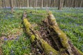 Hallerbos in Spring with Bluebell and dead Tree Royalty Free Stock Photo