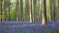 Hallerbos in Spring Royalty Free Stock Photo