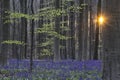 Hallerbos spring forest sunrise Royalty Free Stock Photo