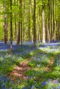 Hallerbos on a sunny spring afternoon Royalty Free Stock Photo