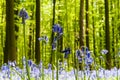 Hallerbos on a sunny spring afternoon Royalty Free Stock Photo