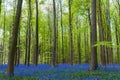 Hallerbos on a sunny spring afternoon Royalty Free Stock Photo