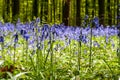 Hallerbos on a sunny spring afternoon Royalty Free Stock Photo