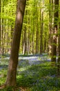 Hallerbos on a sunny spring afternoon Royalty Free Stock Photo