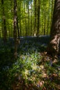 Hallerbos on a sunny spring afternoon Royalty Free Stock Photo