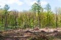 Hallerbos on a sunny spring afternoon Royalty Free Stock Photo