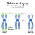 Hallmarks of aging Royalty Free Stock Photo