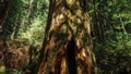 A Hallow Tree in the Redwoods, California