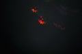 Halloween abstract glowing blurred background. Close up bokeh in shape of Halloween emoticons . Defocused blinking shaped lights. Royalty Free Stock Photo