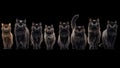 A curated set of black cats. Transparent PNG available.