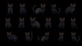 this collection of black cats in Transparent PNG format captures the essence of Halloween.