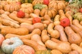 Halloween autumn decoration of pumkins. Rural market concept. Pumpkin background Royalty Free Stock Photo