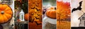 Halloween, autumn theme, stylish and juicy collage