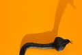 Halloween background concept. Detail of black snake graphic shad