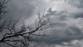 Halloween background of dark blue grey overcast sky and bare tree branches Royalty Free Stock Photo