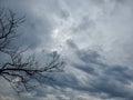 Halloween background of dark blue overcast sky and bare tree branches Royalty Free Stock Photo