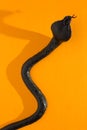 Halloween background concept. Close up of black snake shadow and