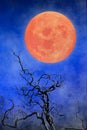 Halloween background ~ Full Moon & Twisted Tree Branches Royalty Free Stock Photo