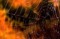 Halloween  background garden spider web covered with dew Royalty Free Stock Photo