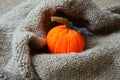 Halloween background, handmade, pumpkin, spider, october Royalty Free Stock Photo