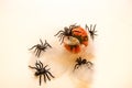 Halloween table setting. Halloween background. Orange pumpkin. Huge black spiders with cobwebs. Happy Halloween concept.