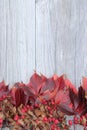 Amaranthus spp. awesome halloween background, rustic, autumn, red decorative leaves on gray board, white, place for text, card Royalty Free Stock Photo