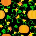 Seamless pattern. Pumpkin with twisted stems, leaves and flowers on a black background. Royalty Free Stock Photo