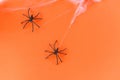 Halloween background with spider web and black spider on orange decorations holidays festive for party accessories object concept Royalty Free Stock Photo