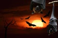Halloween background with Sunset hanging and flying bats dark cloud over silhouette dried tree branch, horror night