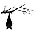 Halloween bat on tree branch Royalty Free Stock Photo