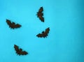 Halloween bats on turquoise background.