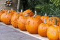 Halloween big Halloween cucurbita pumpkin pumpkins from autumn