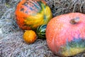 Various colorful pumpkins lying on the hay. Close-up Royalty Free Stock Photo