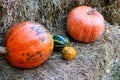 Various pumpkins lying on the hay Royalty Free Stock Photo